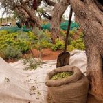 Olive+harvesting+Photo+by+Costanavarino