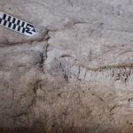 aidonia_2017_eik._4708