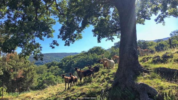 The tiny village of Antia clings to the slopes of Mount Ochi on the Greek island of Evia (Credit: Credit: Eliot Stein) The tiny village of Antia clings to the slopes of Mount Ochi on the Greek island of Evia (Credit: Credit: Eliot Stein)